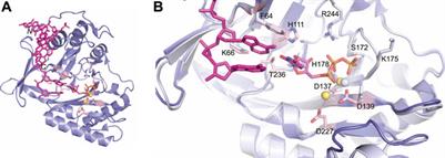 LigD: A Structural Guide to the Multi-Tool of Bacterial Non-Homologous End Joining